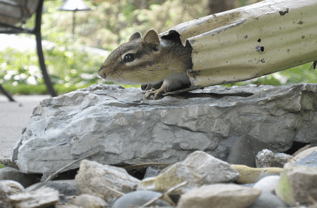 squirrell in gutter